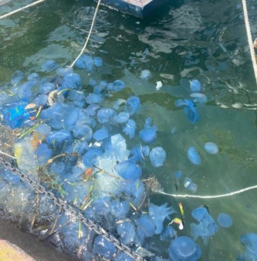 Foça sahillerinde denizanası yoğunluğu nedeniyle plajlar boş kaldı