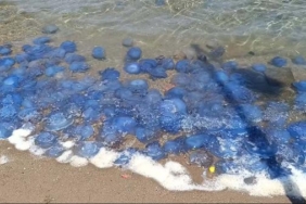 Foça sahillerinde denizanası yoğunluğu 14 Foça sahillerinde denizanası yoğunluğu