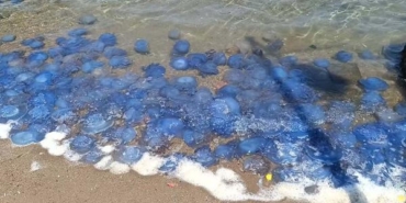 Foça sahillerinde denizanası yoğunluğu