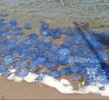 Foça sahillerinde denizanası yoğunluğu