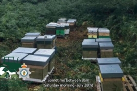 Galler’de polis, 14 arı kovanı çalan hırsızı arıyor 39 Gallerde polis 14 arı kovanı çalan hırsızı arıyor