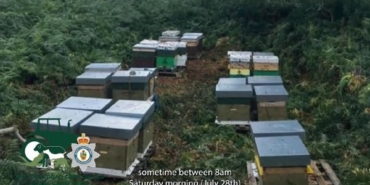 Galler’de polis, 14 arı kovanı çalan hırsızı arıyor 1 Gallerde polis 14 arı kovanı çalan hırsızı arıyor