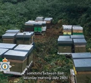 Gallerde polis 14 arı kovanı çalan hırsızı arıyor