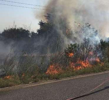 Gebze TÜBİTAK yerleşkesinde orman yangını
