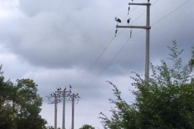 Göç eden leylekler akıma kapılmasın diye elektrikler kesildi