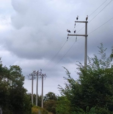 Göç eden leylekler akıma kapılmasın diye elektrikler kesildi