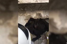 İki duvar arasındaki dar boşluğa sıkışan yavru köpeğin kurtarılma anları