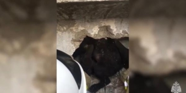 İki duvar arasındaki dar boşluğa sıkışan yavru köpeğin kurtarılma anları 32 İki duvar arasındaki dar boşluğa sıkışan yavru köpeğin kurtarılma anları