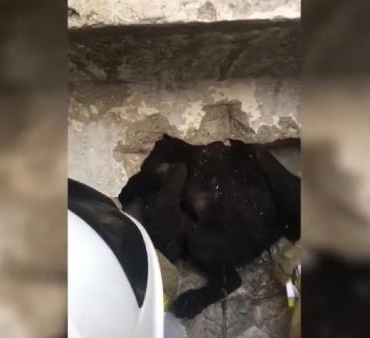 İki duvar arasındaki dar boşluğa sıkışan yavru köpeğin kurtarılma anları