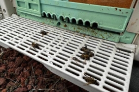 İklim değişikliğinin arıcılık üzerine etkileri mercek altına alınacak 29 İklim değişikliğinin arıcılık üzerine etkileri mercek altına alınacak