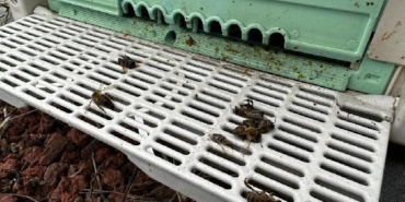 İklim değişikliğinin arıcılık üzerine etkileri mercek altına alınacak 32 İklim değişikliğinin arıcılık üzerine etkileri mercek altına alınacak