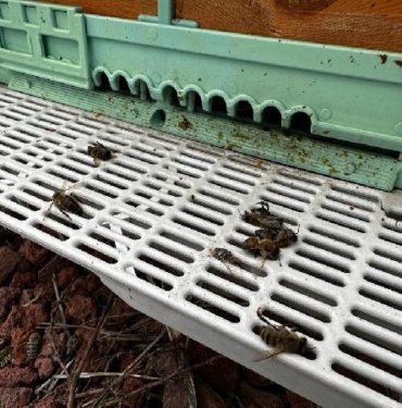 İklim değişikliğinin arıcılık üzerine etkileri mercek altına alınacak