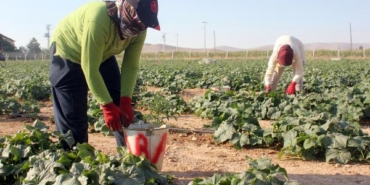 İlçe belediyesinin ürettiği sebze ve meyve halka kilosu 1 liradan satışa sunuldu