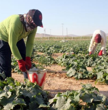 İlçe belediyesinin ürettiği sebze ve meyve halka kilosu 1 liradan satışa sunuldu 7 İlçe belediyesinin ürettiği sebze ve meyve halka kilosu 1 liradan satışa sunuldu