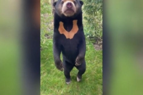 İngiltere Çinde başlayan insan ayı tartışmalarına katıldı