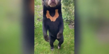 İngiltere, Çin’de başlayan ‘insan ayı’ tartışmalarına katıldı 29 İngiltere Çinde başlayan insan ayı tartışmalarına katıldı