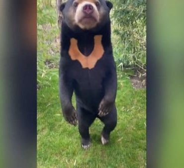 İngiltere Çinde başlayan insan ayı tartışmalarına katıldı