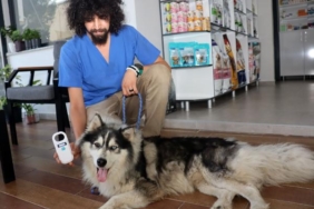 İstanbul'da kaybolan köpek, Edirne'nin Keşan ilçesinde bulundu 28 İstanbulda kaybolan köpek Edirnenin Keşan ilçesinde bulundu