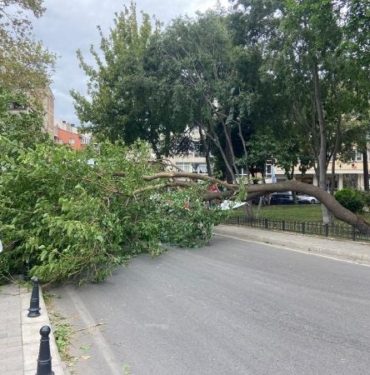 Kadıköyde rüzgar nedeniyle ağaç devrildi