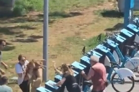 Kadıköyde tasmasız gezdirilen köpek dehşet saçtı