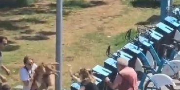 Kadıköyde tasmasız gezdirilen köpek dehşet saçtı