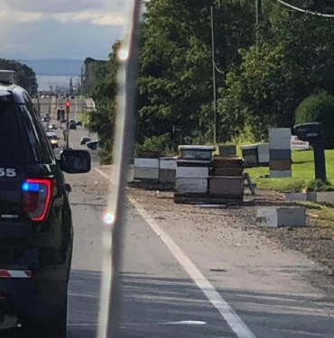 Kanada’da 5 milyon arıyı taşıyan kamyon kaza yaptı, arıcılar desteğe geldi-EK FOTOĞRAFLAR