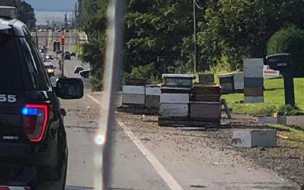 Kanada’da 5 milyon arıyı taşıyan kamyon kaza yaptı, arıcılar desteğe geldi-EK FOTOĞRAFLAR