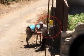 Kapıya bağlı eşeğe uygulanan şiddet kamerada