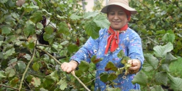 Karadenizde fındık hasadı başladı