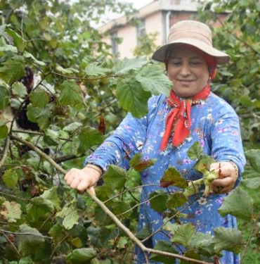 Karadenizde fındık hasadı başladı
