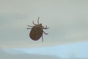 Karadenizin sahilden uzak yüksek kesimlerinde KKKA tehdidi