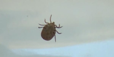 Karadenizin sahilden uzak yüksek kesimlerinde KKKA tehdidi