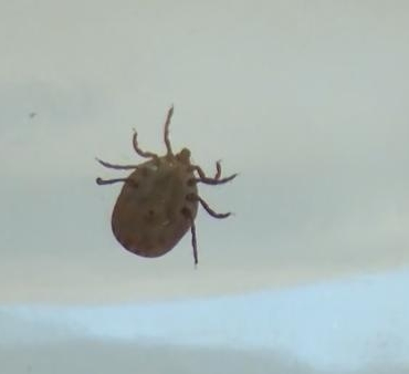 Karadenizin sahilden uzak yüksek kesimlerinde KKKA tehdidi