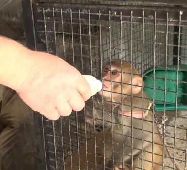 Kırıkkale'de, nesli tükenme tehlikesindeki örümcek maymunu ele geçirildi 5 Kırıkkalede nesli tükenme tehlikesindeki örümcek maymunu ele geçirildi