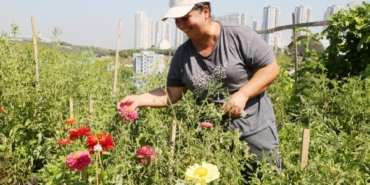 Küçükçekmecedeki hobi bahçelerinde hasat yapılıyor