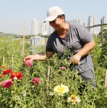 Küçükçekmecedeki hobi bahçelerinde hasat yapılıyor
