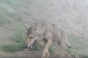Kurtların doğal yaşamı fotokapana yansıdı 14 Kurtların doğal yaşamı fotokapana yansıdı