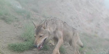 Kurtların doğal yaşamı fotokapana yansıdı