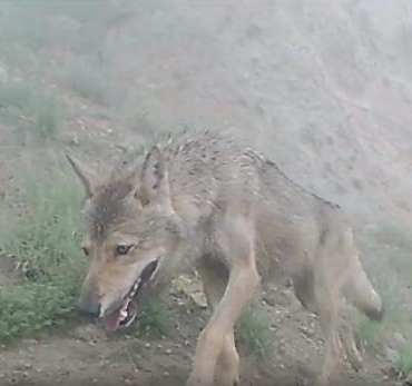 Kurtların doğal yaşamı fotokapana yansıdı 7 Kurtların doğal yaşamı fotokapana yansıdı