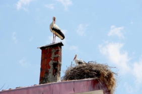 Leylekler ağaç kesilince 3 katlı binanın çatısını yuvaya çevirdi