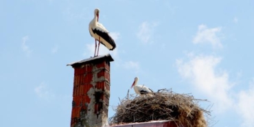 Leylekler ağaç kesilince 3 katlı binanın çatısını yuvaya çevirdi