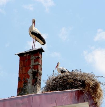 Leylekler ağaç kesilince, 3 katlı binanın çatısını yuvaya çevirdi 2 Leylekler ağaç kesilince 3 katlı binanın çatısını yuvaya çevirdi