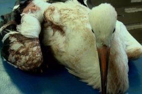 Leyleklerin göç yolculuğu yarım kalıyor 38 Leyleklerin göç yolculuğu yarım kalıyor