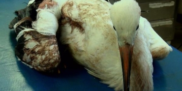 Leyleklerin göç yolculuğu yarım kalıyor 18 Leyleklerin göç yolculuğu yarım kalıyor