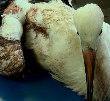 Leyleklerin göç yolculuğu yarım kalıyor