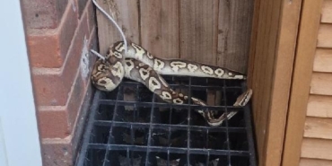 Londra'da polis 'Gary' adını verdikleri pitonun sahibini arıyor 37 Londrada polis Gary adını verdikleri pitonun sahibini arıyor