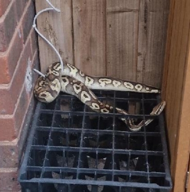 Londrada polis Gary adını verdikleri pitonun sahibini arıyor