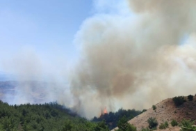 Manisada orman yangını