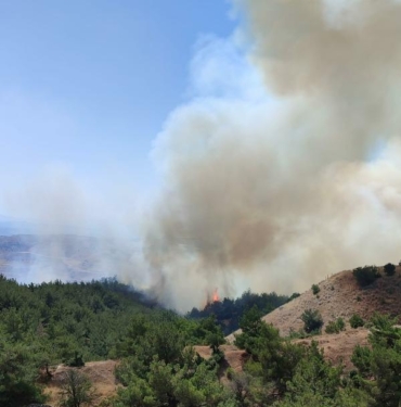 Manisada orman yangını