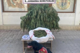 Mardin’de evinin bahçesinde uyuşturucu eken şüpheli gözaltına alındı 9 Mardinde evinin bahçesinde uyuşturucu eken şüpheli gözaltına alındı